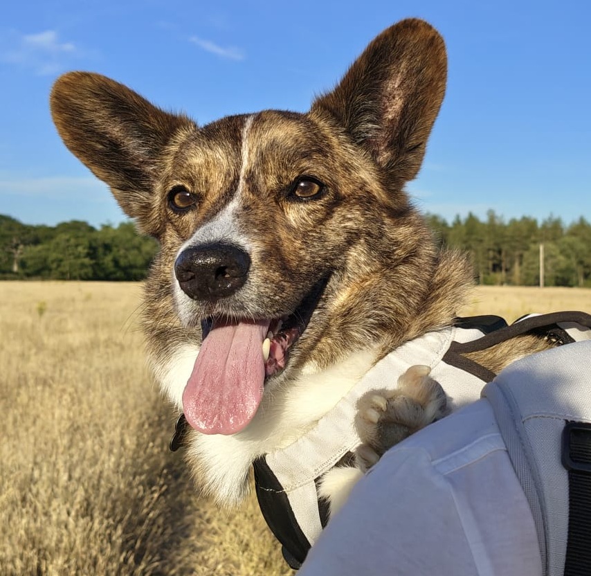 The founder's corgi